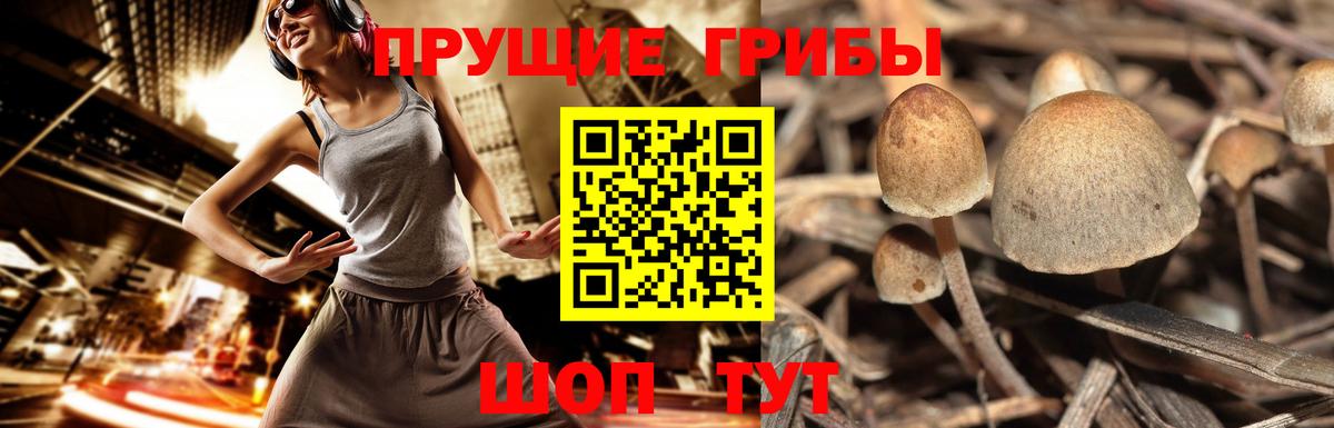 Псилоцибиновые грибы GOLDEN TEACHER Зеленодольск